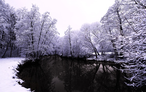 trees, winter