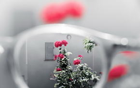 glasses, flowers, macro