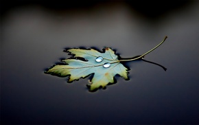 water, macro, black, leaf