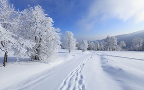 snow, trees, winter
