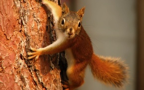 tree, animals, squirrel, red hair