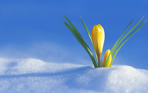 snow, flowers