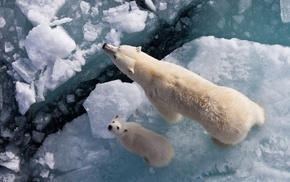 animals, winter