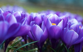 flowers, spring