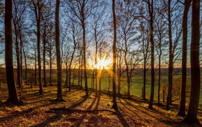 nature, Sun, trees, forest