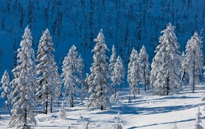 cold, Christmas tree, snow, winter