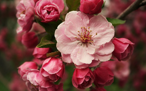 macro, branch, flowers