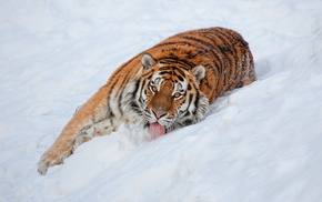 animals, lies, tiger, snow