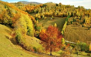 trees, forest, landscape, autumn