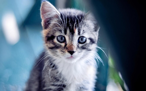 kitten, eyes, animals