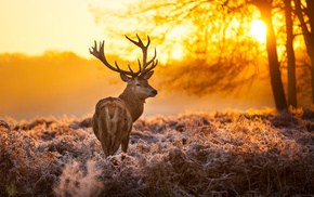 horns, nature, animal, forest, deer