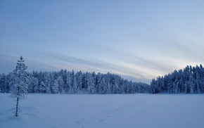 field, snow, winter, trees