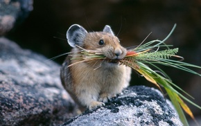 animals, bouquet, stones