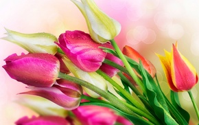 flowers, drops, tulips