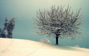 winter, tree