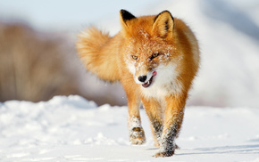 animals, winter, fox, snow