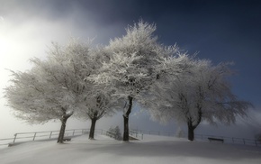 winter, trees, nature, snow