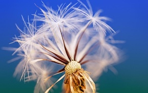 flowers, sky