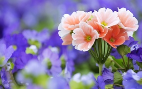 bouquet, macro, flowers