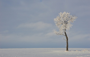 field, winter, tree