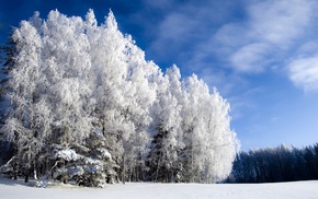 forest, winter