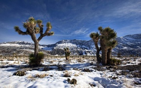 trees, winter, snow, landscape