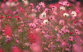 flowers, macro, field