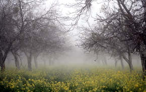mist, trees, nature