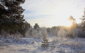 winter, trees, snow, Sun, forest