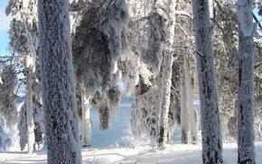 snow, forest, trees, winter