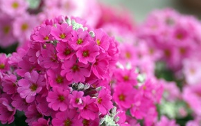 flowers, macro