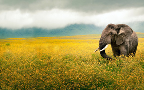 ears, mist, field, animals, flowers