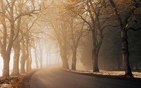 road, path, autumn, morning, mist