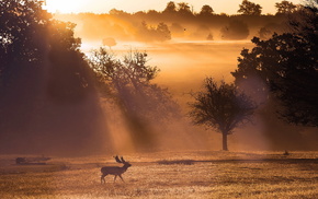 nature, sunset, landscape