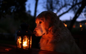 animals, night, dog