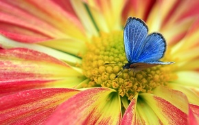 butterfly, flower, nature