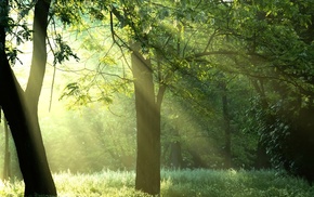 rays, Sun, forest, trees, nature