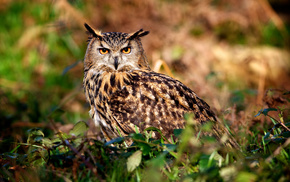 greenery, animals, owl, eyes, nature