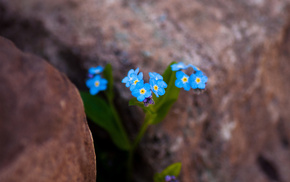 flowers, stones