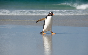 animals, nature, sea