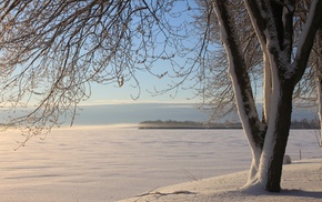 winter, snow, nature, tree