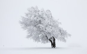 snow, nature, winter, tree