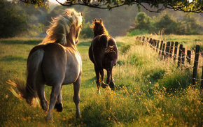 nature, summer, animals, horses
