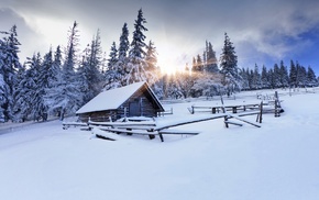 nature, winter, forest