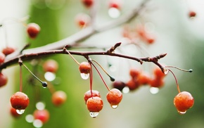 wet, branch, macro, rain, berries