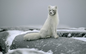 sit, animals, stones, snow