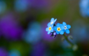 greenery, macro, flowers