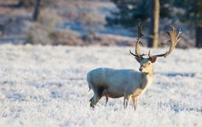 field, deer, animals, winter