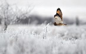 bird, winter, owl, animals