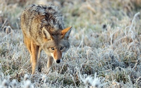 animals, nature